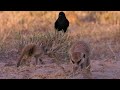 Thief Tries to Steal from Baby Meerkat | BBC Earth