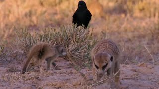 Thief Tries To Steal From Baby Meerkat Bbc Earth