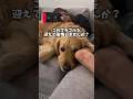 これでもゴールデンレトリバー飼いますか? #ゴールデンレトリバー #大型犬のいる生活 #goldenretreiver #大型犬と子供