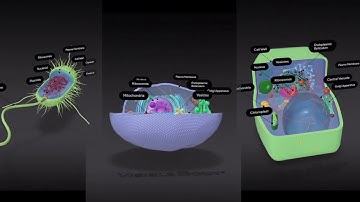 Visible Body | Learn Biology in 3D and AR with Google Search