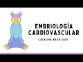Embriología cardiovascular