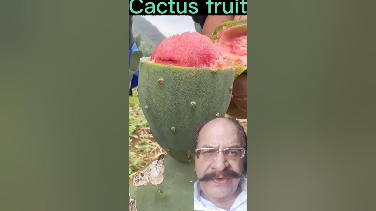 Cactus Fruit is very sweet #satisfying #short Cactus Fruit is very sweet #satisfying #short