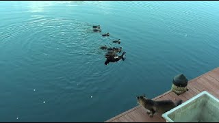 FEEDING THE DUCKLINGS &amp; FISHES IN OUR LAGOON -- So Cute!