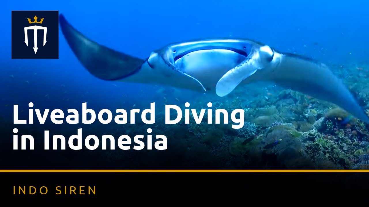 Liveaboard Diving in Indonesia with Indo Siren