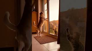 Dynamic duo knows how to get out! 🐕🐈 #Teamwork #PetHack