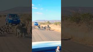 Leopard has all-out Brawl With 50 Baboons🦁🐒🐒🐯