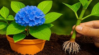 видео: 🌸 Как размножить гортензию зимними или летними ветками картинка: 🌸 Как размножить гортензию зимними или летними ветками