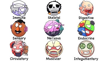 Every System In Human Body Explained in 15 Minutes