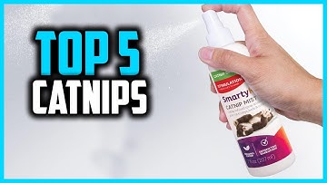 ✅Top 5 Best Catnips Your Kitty Will Go Gaga Over in 2024