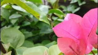 bunga kertas (bougenville) dengan efek suara orang ngobrol