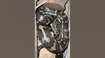 Big beautiful sleepy Coastal Carpet Python from Maleny #snakevideo #python #snake #snakecatcher