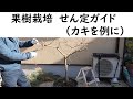 カキ剪定ガイド①（開心自然形　カキを例に）