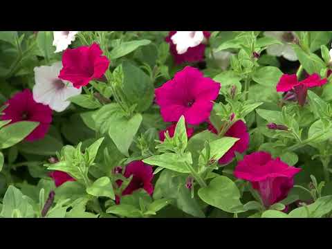 Video: Kuidas hortensiat väetada?