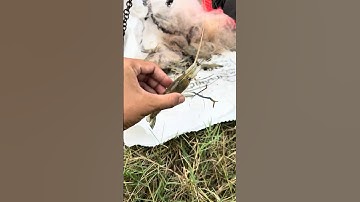 Bắt đã tay đầm tôm nhiều kinh khủng!