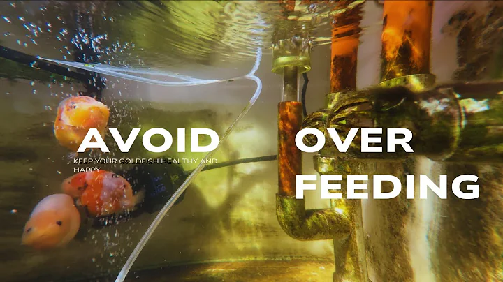 Keep Your Goldfish Healthy – Essential Feeding Rules