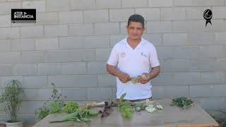 Cultivo Das Plantas Alimentícias Não Convencionais Pancs- Parte I