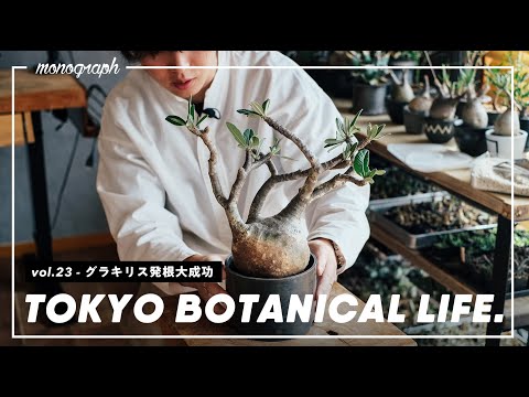 TBL vol.23] Gracilis blooming announcement / Rooting