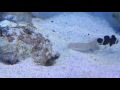 Download Diamond Goby is a Jerk Diamond Goby is a Jerk