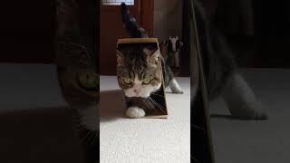実は全身超スリムなねこ。 #Shorts