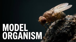 Dobsonfly Larva Macro Close-Up Microtime Wildlife 8K