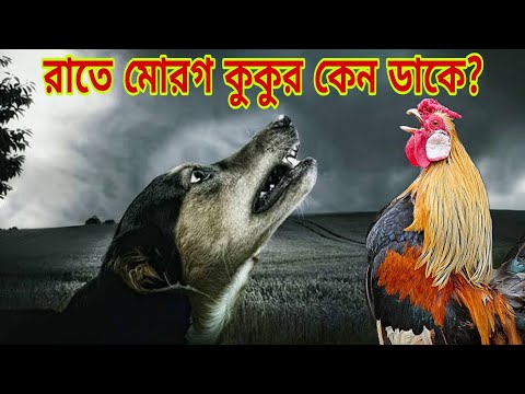 রাতে কুকুর, মোরগ এবং গাদা কেন ডাকে। সবার এটা জানা খুবই প্রয়োজন। আর জানলে অবাক হবেন আপনিও