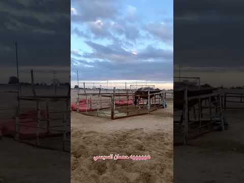 سرعة الحصان السيسي ماشاءالله خيل خيل عربي اصيل سيسي