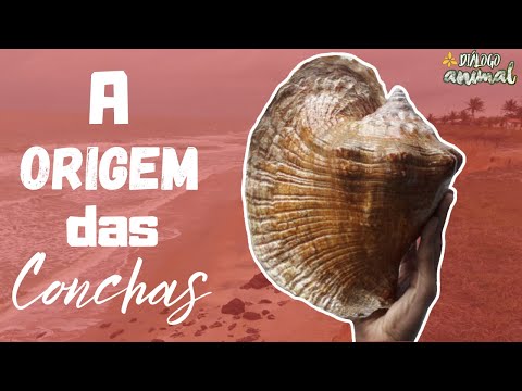 Vídeo: O Que é Uma Concha Geográfica