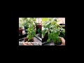 Basil: Before and After Pruning #shorts #herbs #pruning