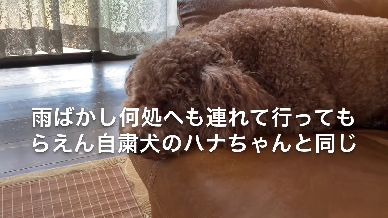 おっちゃんと犬の近況２ Youtube