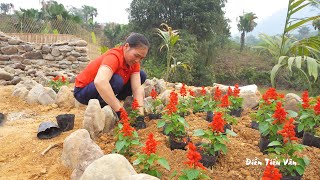 Grow flowers to decorate the farm, Harvest orange fruit go to sell at village | Điền Tiểu Vân