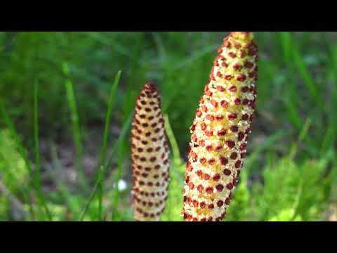 common horsetail - Equisetum arvense. Identification and characteristics