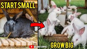 Rabbit Farming | Why you should start your rabbit farm small #rabbitfarming #rabbit