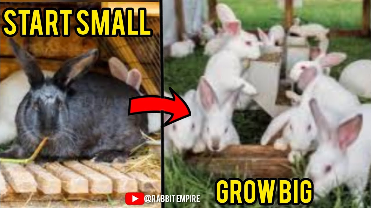 Rabbit Farming | Why you should start your rabbit farm small # ...