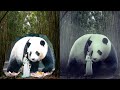 Tutorial Basic Fantasy Manipulation - Mother of Panda | Photoshop Indonesia
