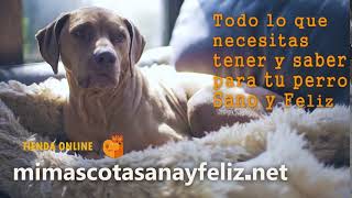 Mi Perrro Sano Y Feliz