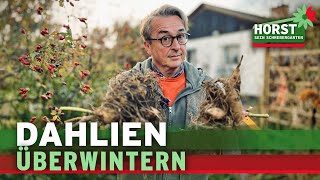 Dahlien überwintern, sind Dahlienknollen winterhart? | Horst sein Schrebergarten