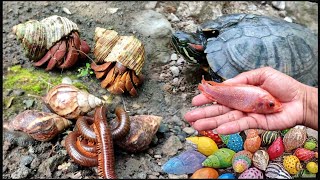 Catch millipedes, snails, eels, ornamental fish, ducks, snails, turtles, hermit crabs