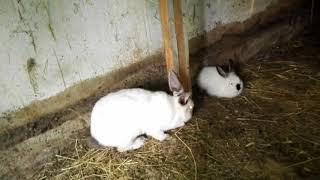 Кролики/Кролики в норах!//&quot;норное&quot; содержание кроликов .