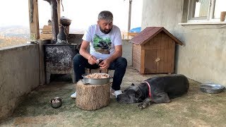 CANE CORSO NARKOZ’UN ÖDÜL YEMEĞİ HAZIRLANIRKEN ŞEKERİ DÜŞTÜ :))