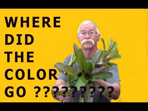 Βίντεο: My Bromeliad Won't Flower - Αναγκάζοντας μια Bromeliad να ανθίσει