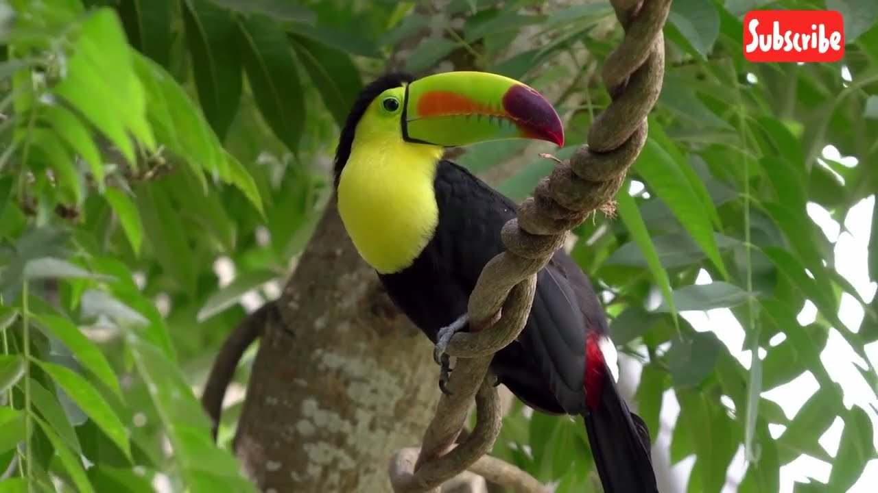 Toucan Bird | Toucan Voice | Amazonian Toucan | Forest