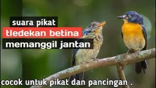 suara pikat tledekan betina memanggil jantan