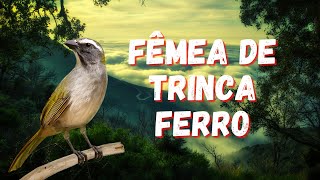 Trinca ferro Fêmea pedindo gala para esquentar