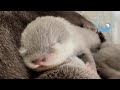 カワウソの赤ちゃんを溺愛しすぎておもちゃを与えまくるカワウソ！　Otter baby is so adorable, and her auntie gives a lot of toys to her