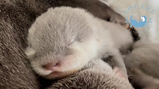 カワウソの赤ちゃんを溺愛しすぎておもちゃを与えまくるカワウソ！　Otter baby is so adorable, and her auntie gives a lot of toys to her