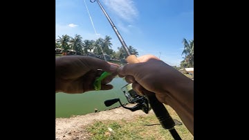 Câu cá lóc bằng mồi mềm tôm 2 đuôi chì treo #fishing