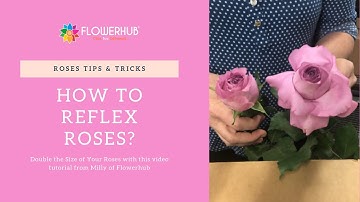 How to Reflex Roses Perfectly
