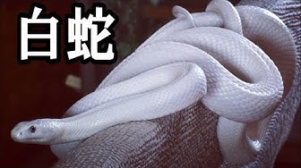 白蛇 Youtube 白蛇 Youtube