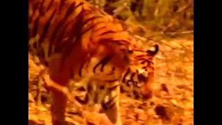 Sequenze Pubblicitarie in lingua inglese