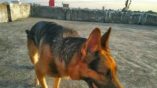 Ghar pe rho.. German Shepherd